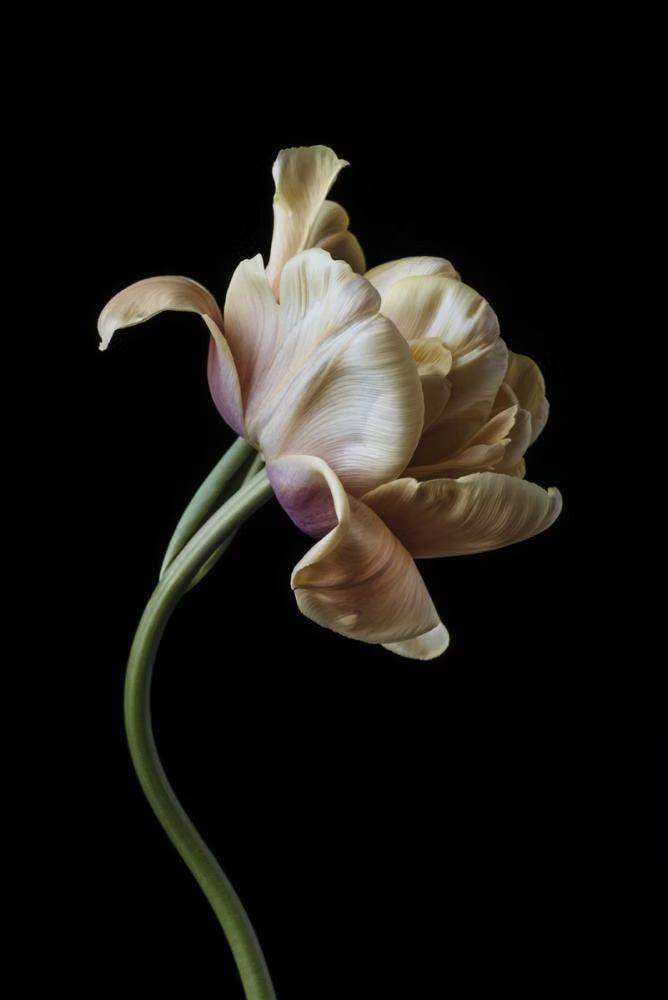 Mystic Sunset Petal Symphony